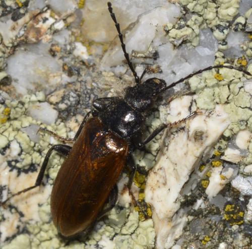 Omophlus pubescens